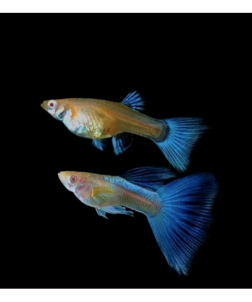 Guppy Albino sky bluetail kun hanner 1 stk