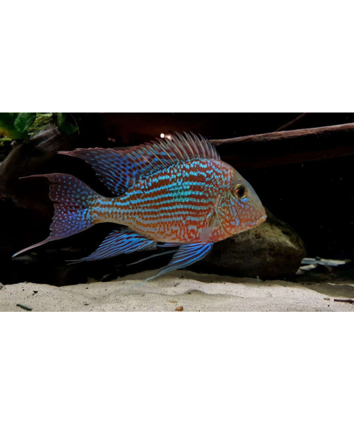 Geophagus sveni rio parana  **small**