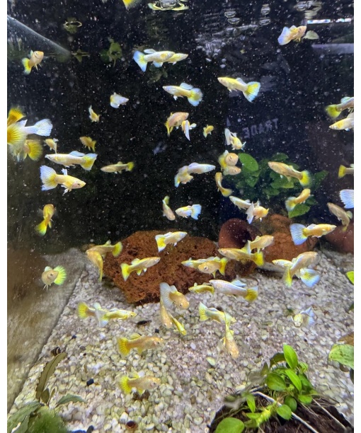 Guppy full gold par (han/hun)