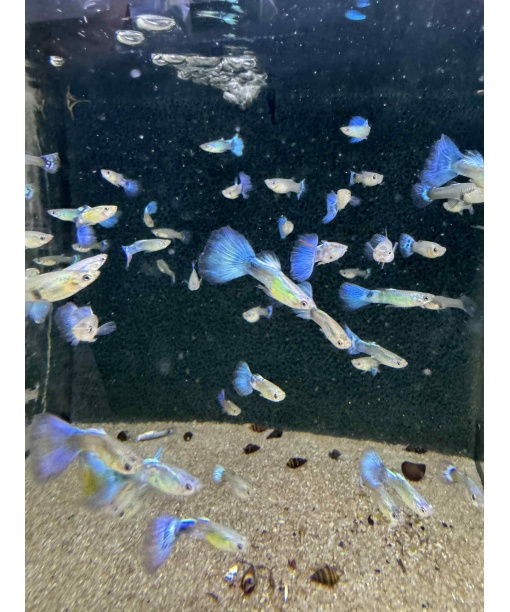 Guppy Blue diamond par (han/hun)