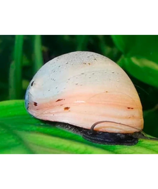 Neritina pulligera - beluga (hvide) Majssnegl/Batmansnegl