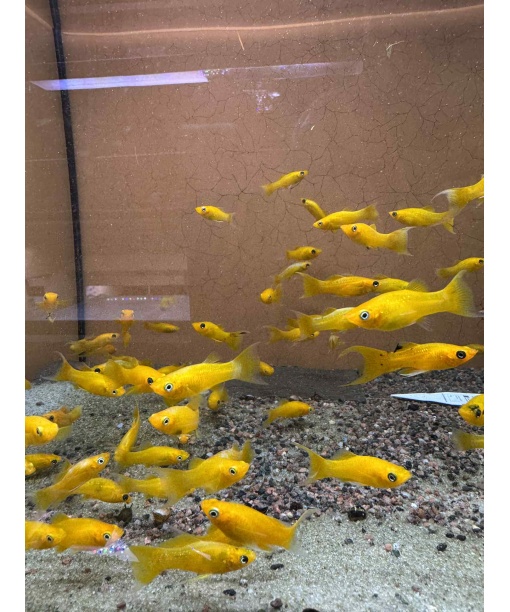 Molly Gold Diamond lyrehale