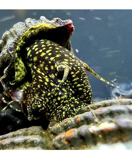 Tylomelania yellow spot elefant snegl 1 stk