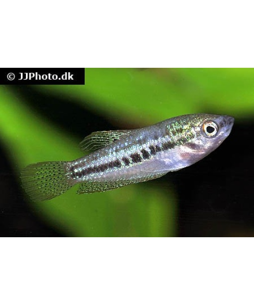 trichopsis pumila - Knurrende dværggurami