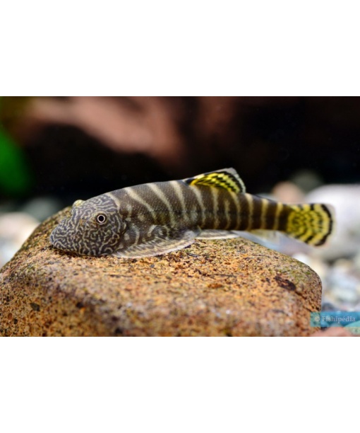 gastromyzon sp viriosus