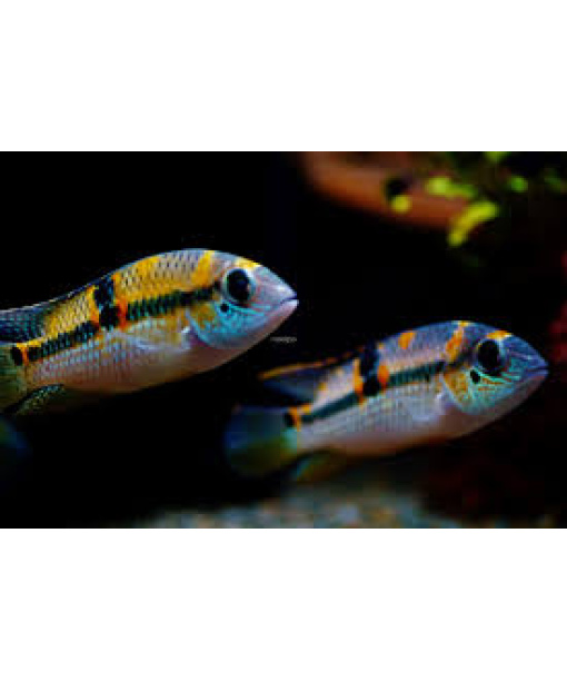 aequidens superomaculatum