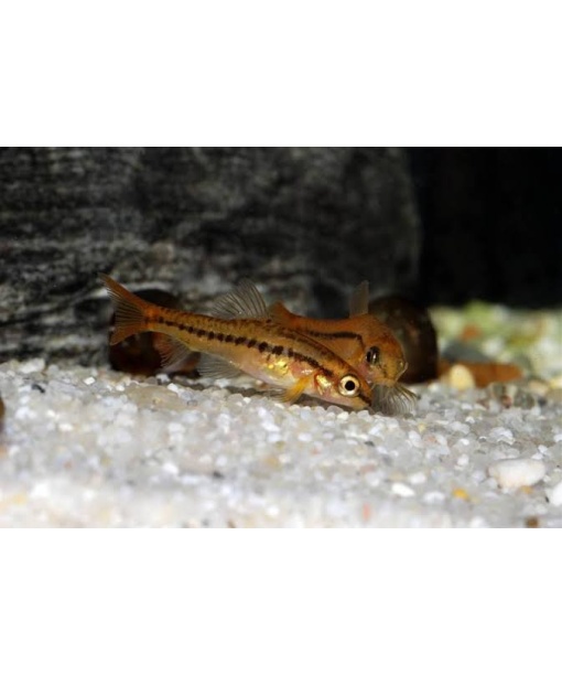 petruichthys species 'rosy'