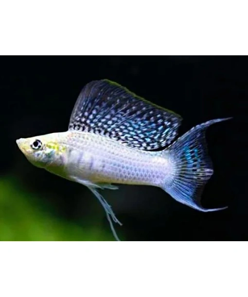 Molly Silver sailfinn lyretail