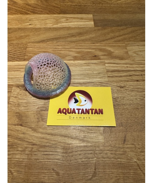 kampfiske seng Regnbue glimmer 1 stk