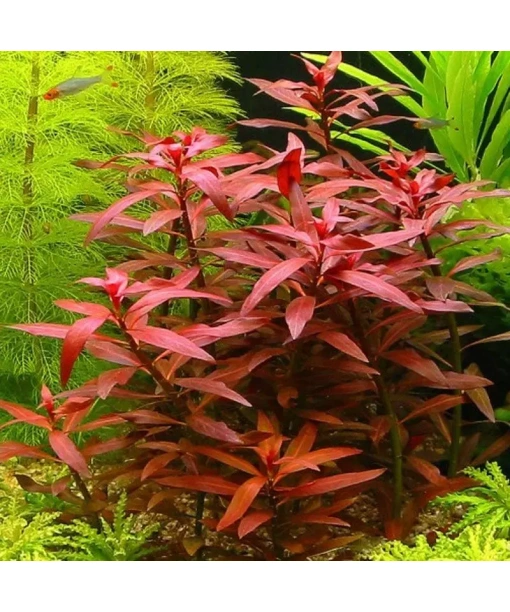Ludwigia perennis