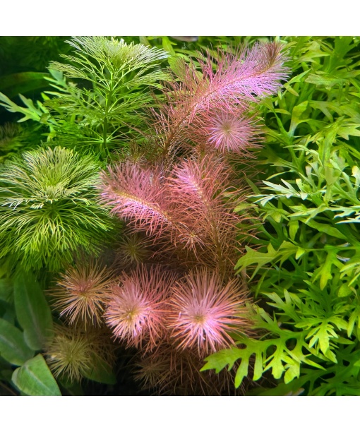 Rotala sp walichii