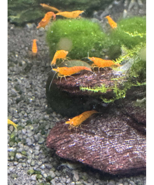 Neocaridina davidi - Orange Sunkist OE