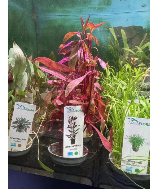 Alternanthera sessilis - easy plant -