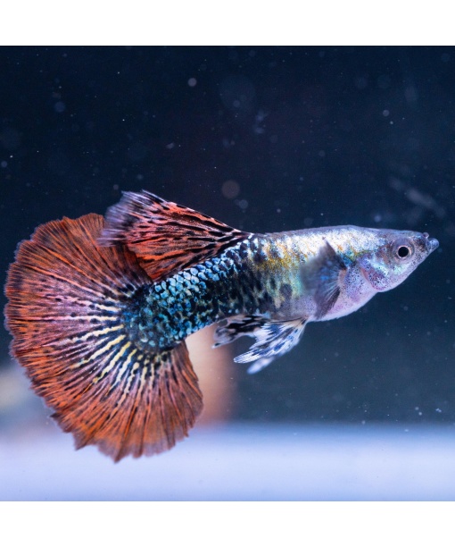 Guppy Red dragon Highgrade par (han/hun)