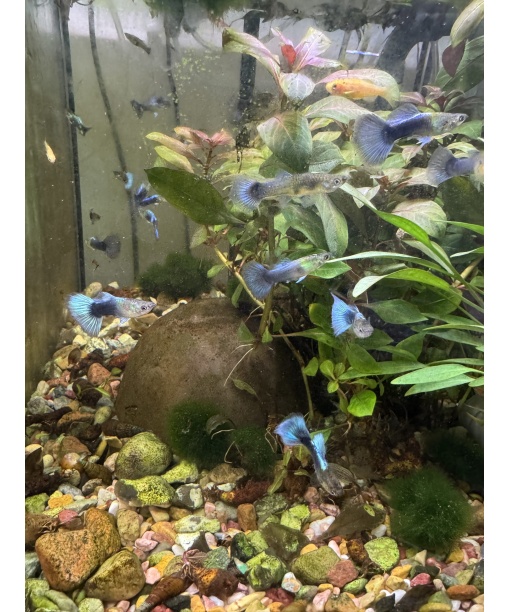 Guppy Neon blue par (han/hun)