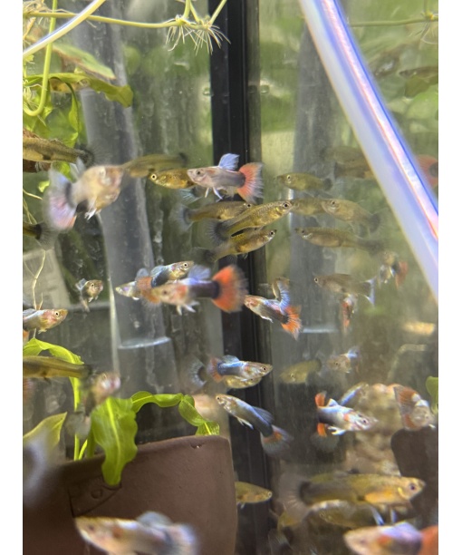 Guppy neon red par (han/hun)