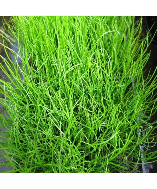 Pilularia globulifera