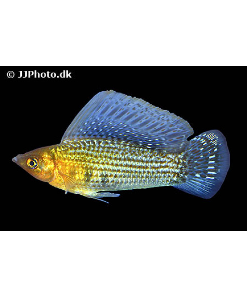 Poecilia velifera –  sejlfinne molly