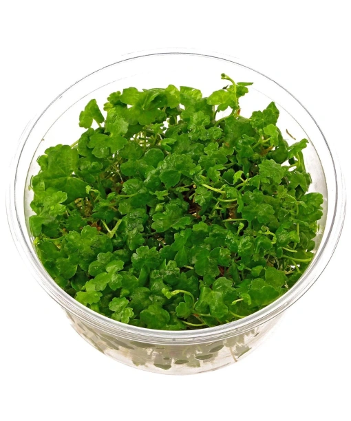 In-vitro Hydrocotyle sp. 'Japan'