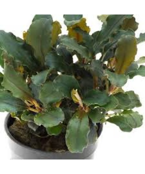 In-vitro Bucephalandra spec. Maia