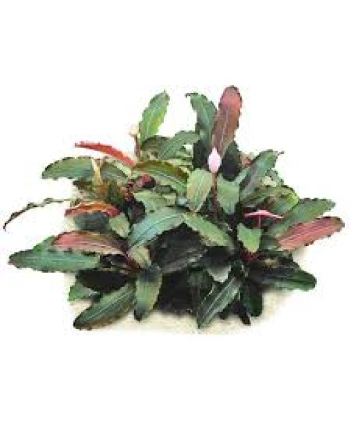 In-vitro Bucephalandra spec. Maia