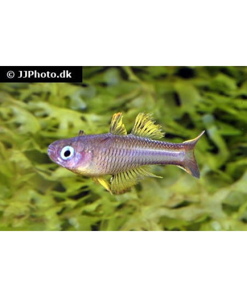 Regnbuefisk Pseudomugil ivantsoffi