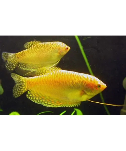 trichogaster trichopterus - Honninggurami gold