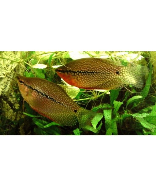 trichogaster leerii - perlegurami