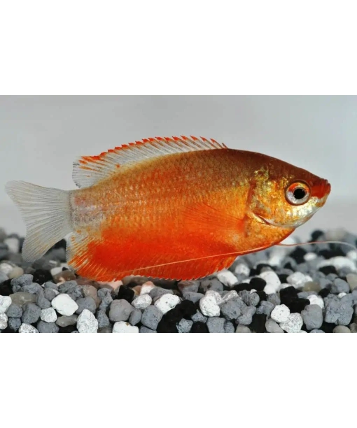Trichogaster chuna - Rød Honninggurami