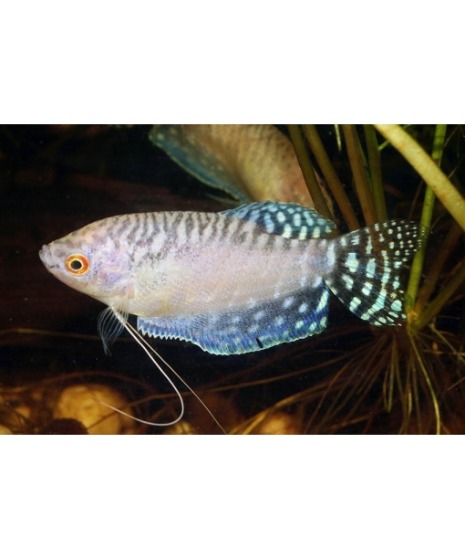 trichogaster trichopterus - Platin white/opal Gurami