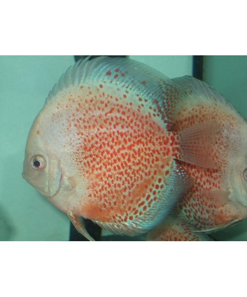 Discus Snow Leopard 6-8 cm