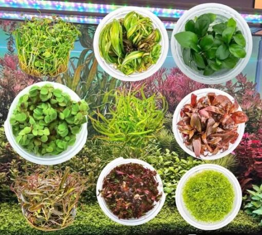 In-vitro // 1-2 Grow