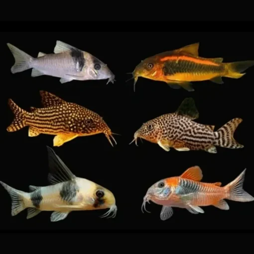 Corydoras