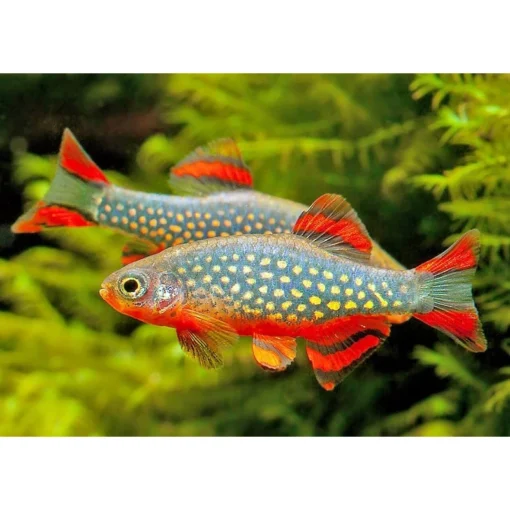 Karpefisk