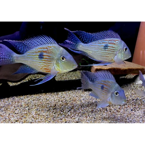 Sydamerikanske Cichlider