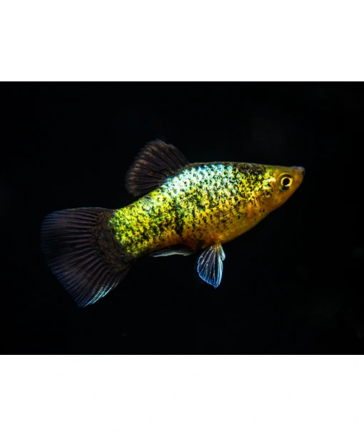 Xiphophorus maculatus Platy neon grøn calico