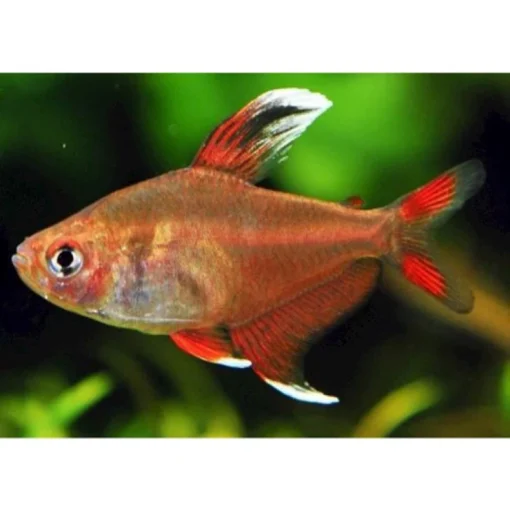 Tetra