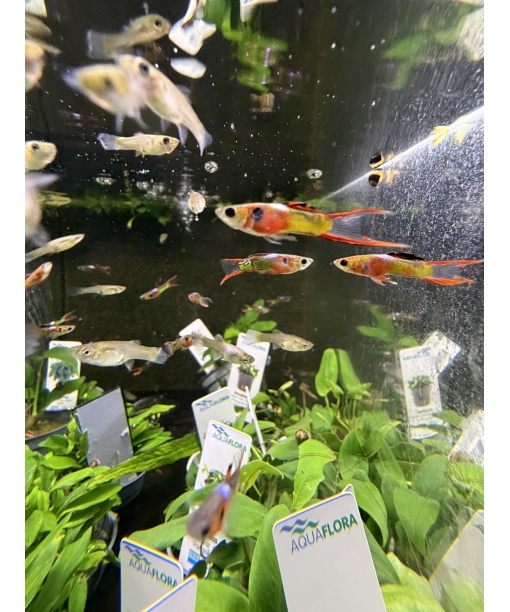 Poecilla wingei - Endlers Orange 1 stk