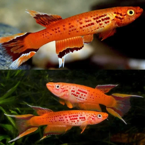 Killifisk
