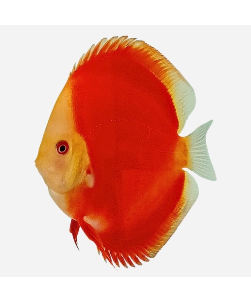 Discus Red Melon 6-8 cm