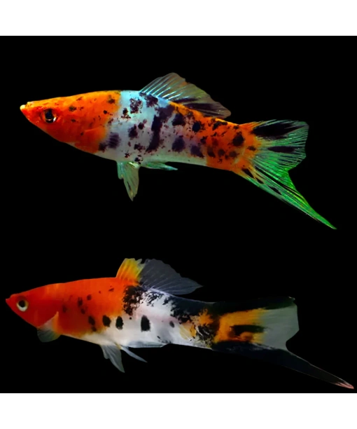 xiphophorus helleri sværdrager kohaku tricolor 1 stk