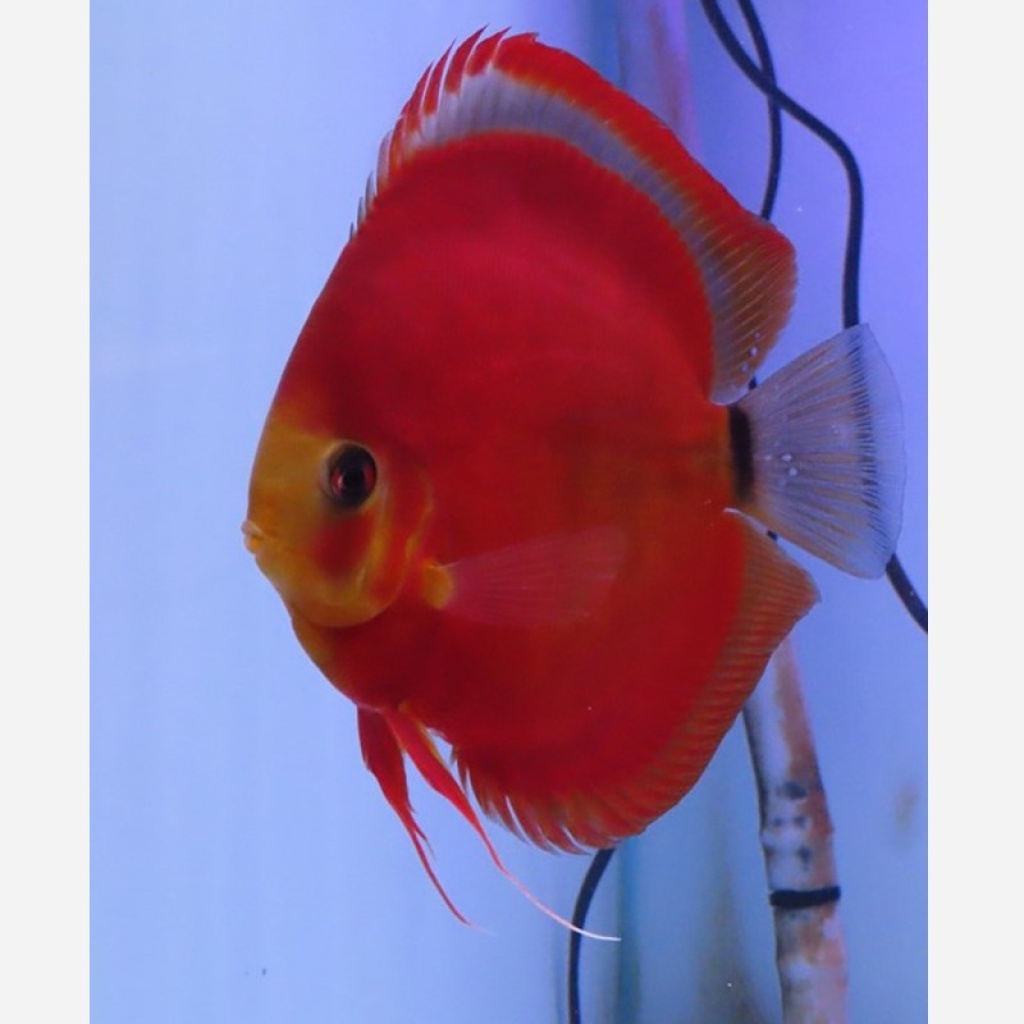Discus Red Cover - Blue rim 6-8 cm - Aquatantan.dk