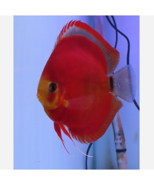 Discus Red Cover - Blue rim 6-8 cm