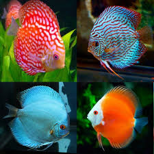 Discus - Singapore