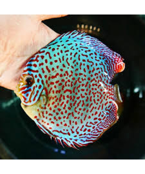 Discus Leopard 6-8 cm