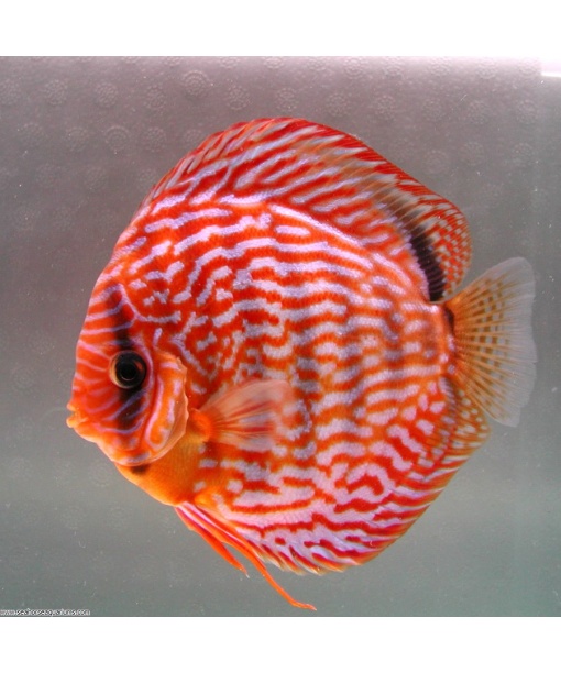 Discus Rød Turquise 6-8 cm