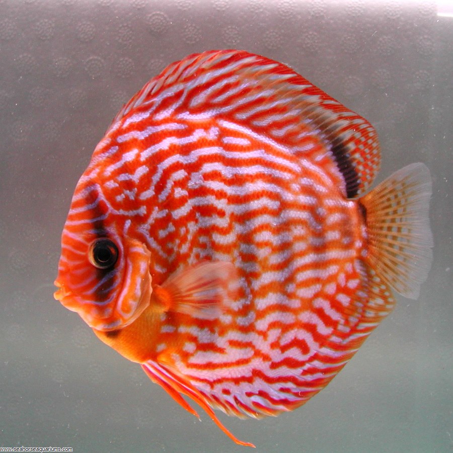 Discus Rød Turquise 6-8 cm