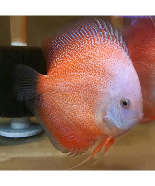 Discus Snow Eruption 6-8 cm