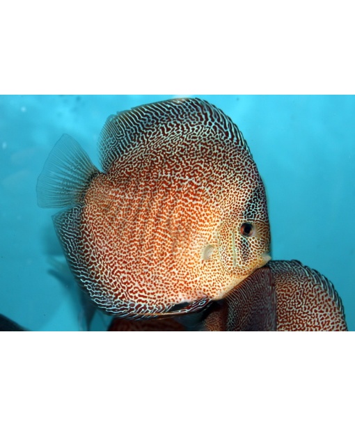 Discus Super pantera eruption 6-8 cm