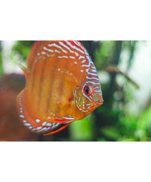 Discus Curipera 6-8 cm